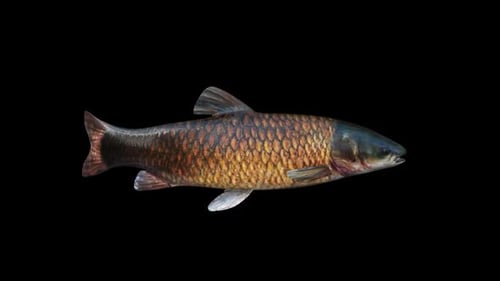 Amur-Fisch