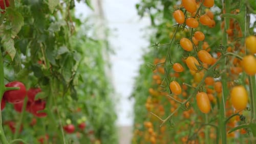 A Handheld Shot of Rows of Tomatoes Growing in a Greenhouse Farm. Eco-products Concept