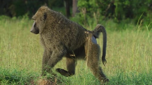 A Baboon walking
