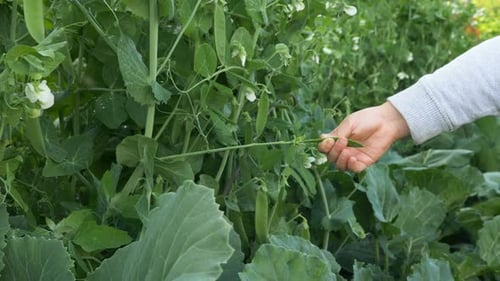 Girl Hand Gathers Green Pea Pods From Stem with Leaves