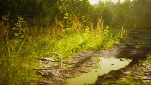 Ground Dirty Road Through Fields