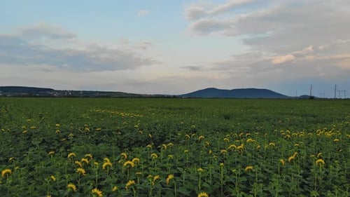 Wunderschöne Felder Sonnenblumen im Sommer. Luftbild