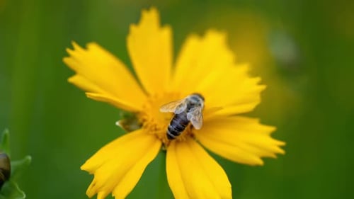 Beautiful yellow Coreopsis auriculata flower in the garden. Summer flowers