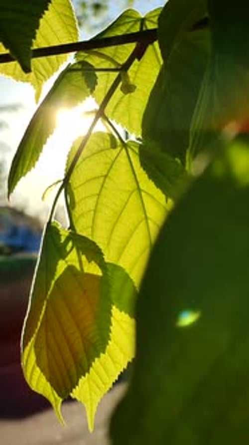 The Sun Shines Through Fresh Bright Green Leaves on Tree a Spring Sunny Morning