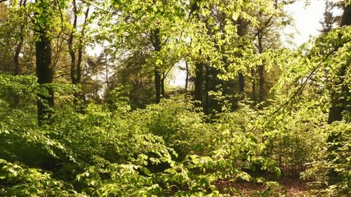 Hovering Through the Forest Bushes