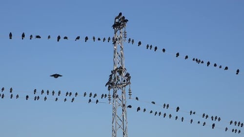 Crows Perched on Transmission Tower with Clear Sky