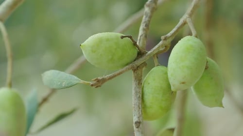 Macro tracking shot of Olives on a tree in a plantation