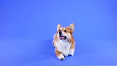 Welsh Corgi Pembroke Stands in the Studio on a Blue Background