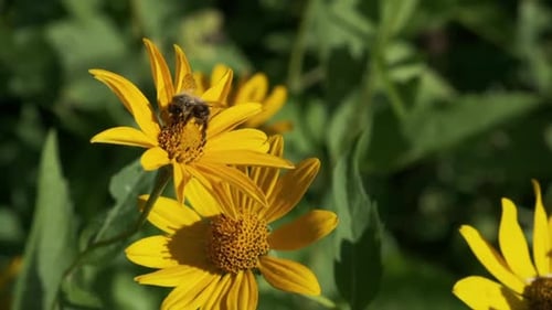 Biene bestäubt wilde gelbe Blume auf verschwommenem Hintergrund