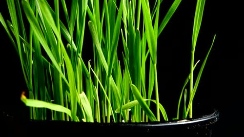 Green Grass Seedlings Sprouting in a Black Pot