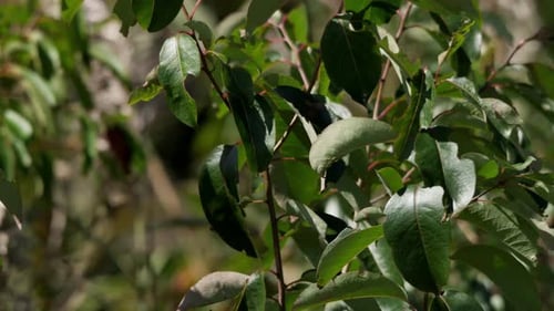 Windige Natur