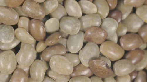 Close-up Video of Lima Beans