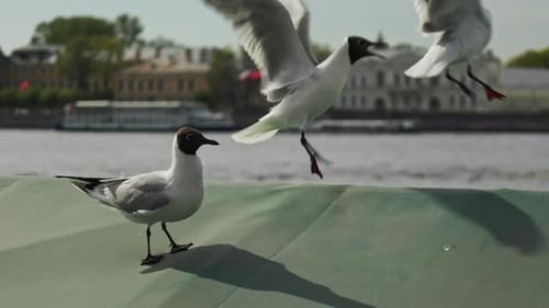 seabird against the background of the river overlooking the beautiful city