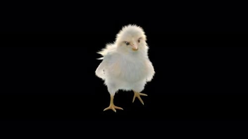 Cute 3D Baby Chick Walking Loop Animation