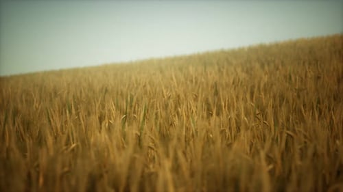 Dark Stormy Clouds Over Wheat Field