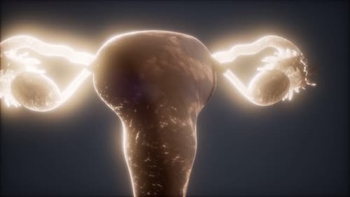 3D Medical Animation of Female Reproductive System with Glowing Light