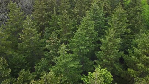 Aerial View of Coniferous Trees on a Green Meadow in the Park