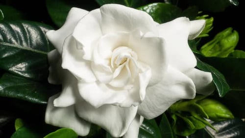 Lap de temps d'ouverture de la fleur blanche avec effet rotatif. Gardenia Jasminoides
ou fleur de jasmin du Cap