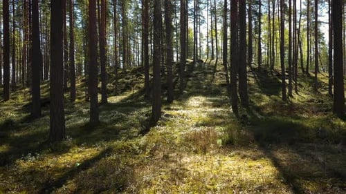 Flight at the Pine Forest