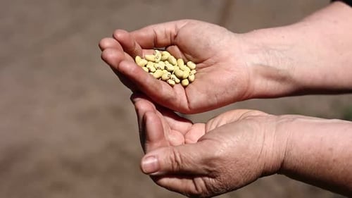 Mano femenina que sostiene y deja caer granos de frijoles rojos. Antecedentes alimentarios orgánicos de frijoles maduros.