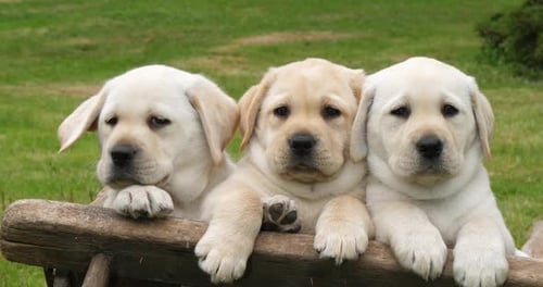 Labrador Retriever, Yellow Puppies in a Wheelbarrow, Normandy in France, Slow Motion 4K
