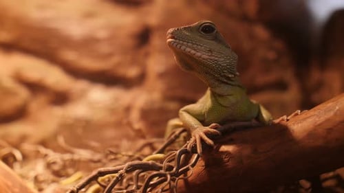Iguana