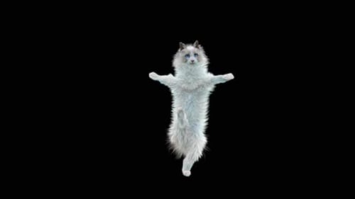 Katze tanzt HD