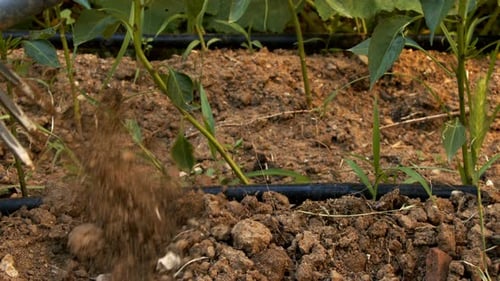 Hand Gardening Soil with Fork in Rural Setting