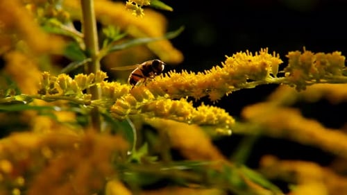 Bienen sammeln Nektar an gelben Blüten. Bienen bestäuben Pflanzen
.