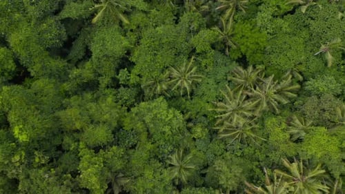 Slow Ascending Top Down Overhead Aerial View of Lush Green Canopies of Tropical Trees in the