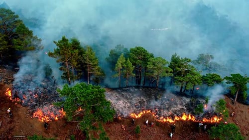 Raging Wildfire Consumes Forest with Visible Firefighters