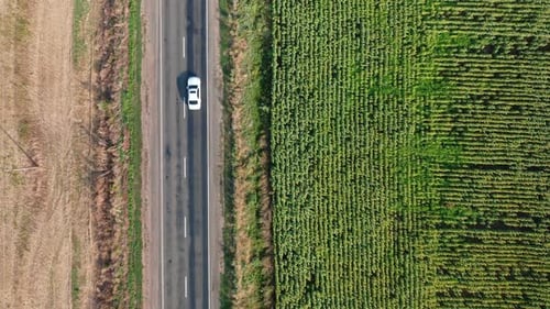 A Topdown Aerial View of Cars Driving Along the Highway Along a Sunflower Field on a Summer Day