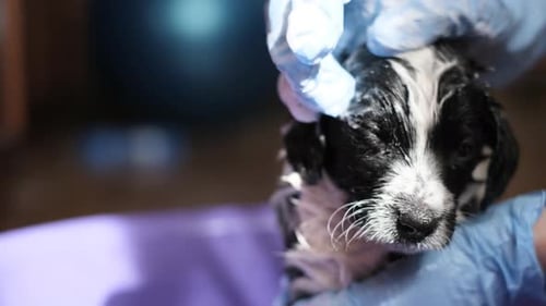 Puppy Getting a Bath Close-Up View
