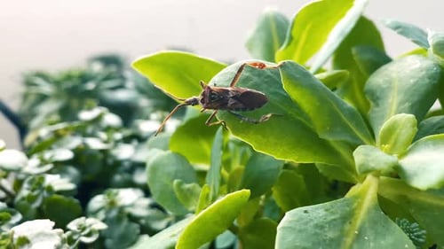 Bug On A Plant