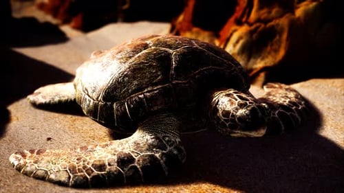 Tortuga marina en arena de playa