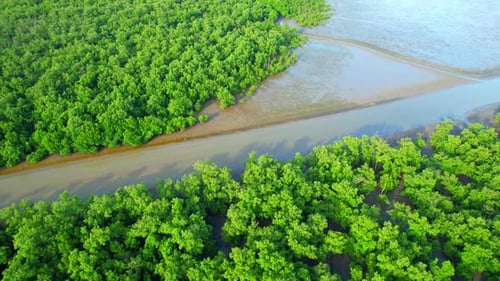 Aerial view from a drone flying over a mangrove forest at low tide