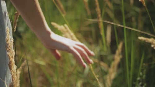 Close Up Female Hand Touches Ripe Golden Spikelets of Wild Grass in Field at Sunset Handheld Shot