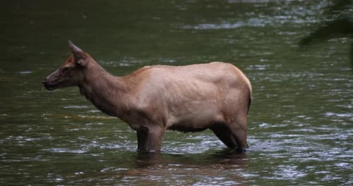 Elch-Kalb im Stream
