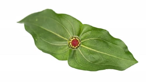 Time Lapse of Blooming Zinnia Flower