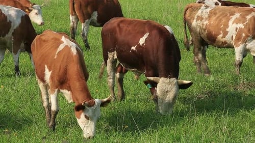 A Herd of Dairy Cows Grazing on a Green Meadow in Summer