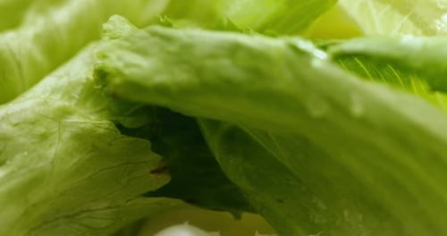 Fresh Green Lettuce
