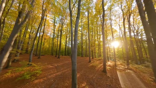 Smooth Flight Between Trees in a Fabulous Autumn Forest at Sunset