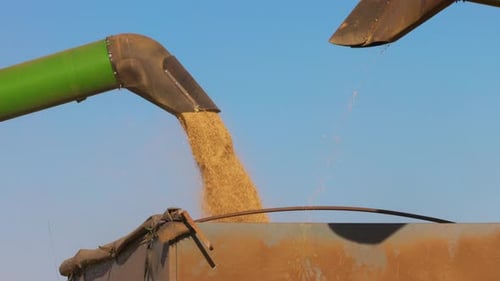Loading of Grain By a Screw Loader