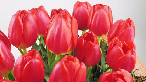 Close Up Slow Motion Pink and Red Tulips