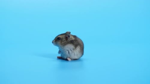 Adorable Hamster Sitting Still on Blue Background