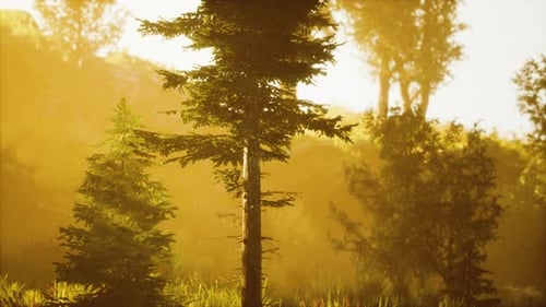 Une lumière vive tombe dans la forêt sombre