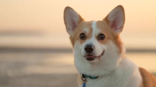 Un perro Corgi sentado sobre el fondo de un hermoso paisaje marino en la noche de otoño a las afueras de Spbi