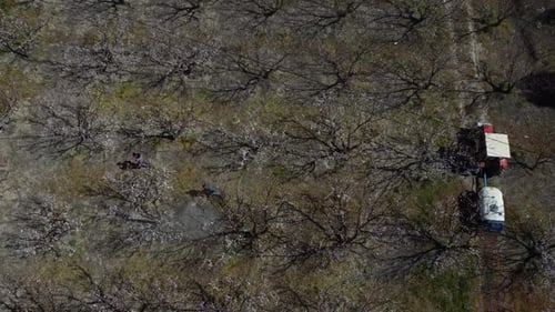 Aerial View of Workers in Flowering Fruit Orchard
