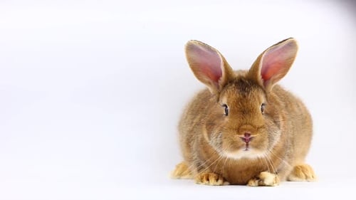Close Up of Brown Rabbit on White Background