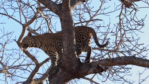 Leopard Climbing on Tree Branch in Wild